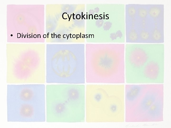 Cytokinesis • Division of the cytoplasm 