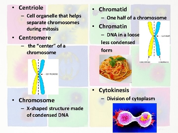  • Centriole – Cell organelle that helps separate chromosomes during mitosis • Centromere