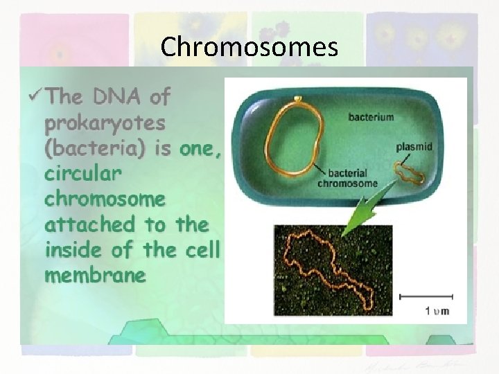 Chromosomes 