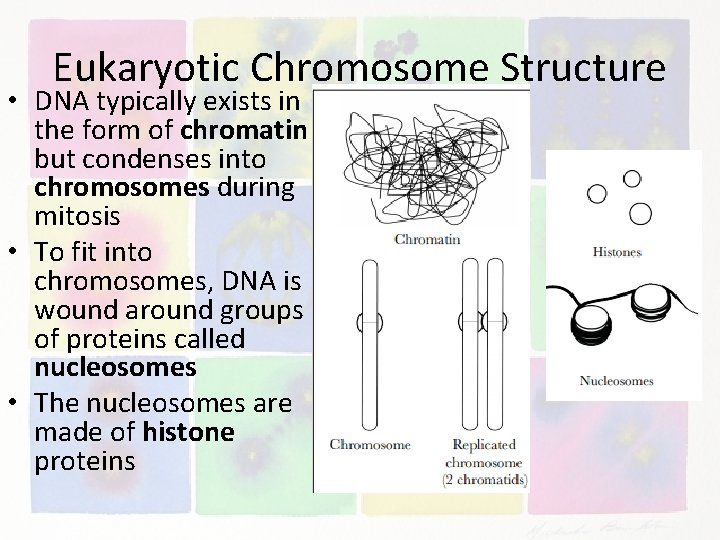 Eukaryotic Chromosome Structure • DNA typically exists in the form of chromatin but condenses