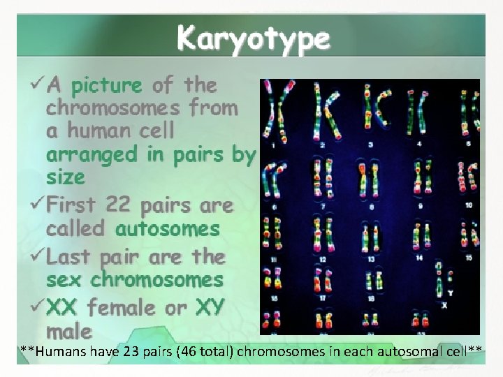 **Humans have 23 pairs (46 total) chromosomes in each autosomal cell** 