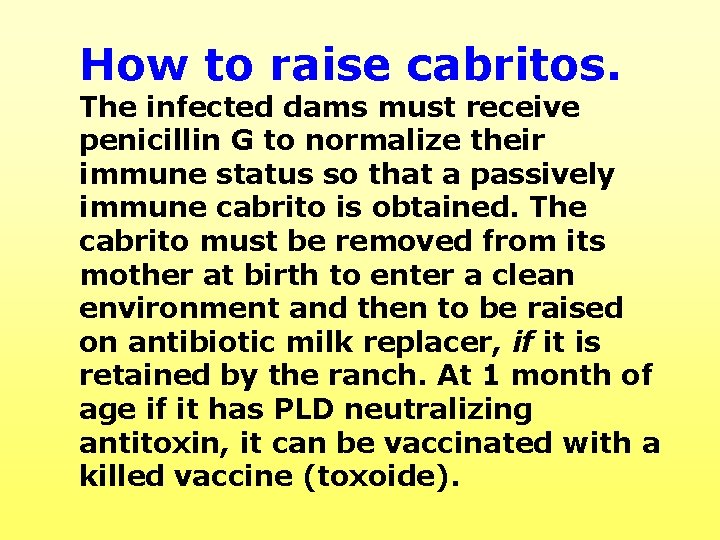 How to raise cabritos. The infected dams must receive penicillin G to normalize their