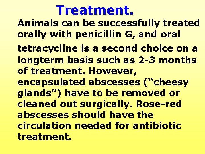 Treatment. Animals can be successfully treated orally with penicillin G, and oral tetracycline is