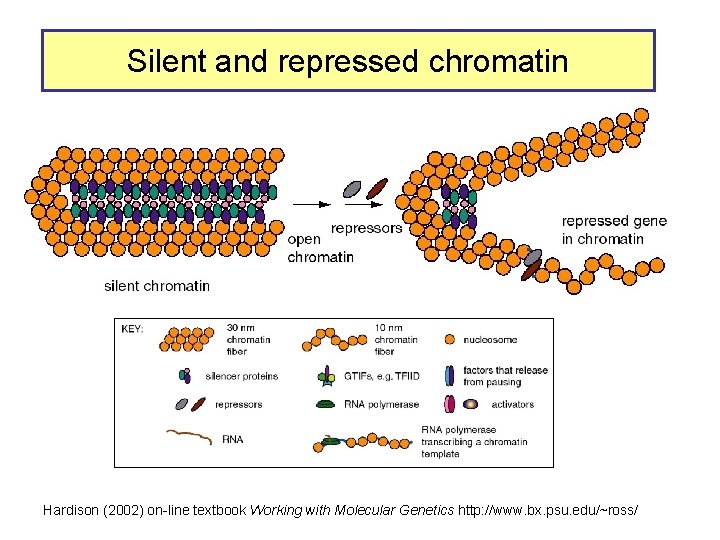 Silent and repressed chromatin Hardison (2002) on-line textbook Working with Molecular Genetics http: //www.