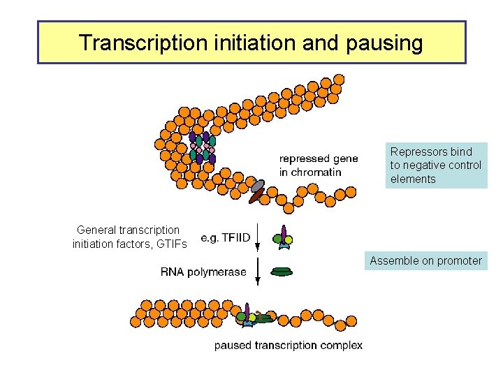 Transcription initiation and pausing Repressors bind to negative control elements General transcription initiation factors,