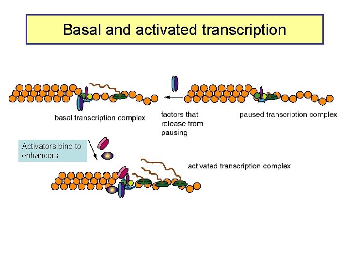 Basal and activated transcription Activators bind to enhancers 