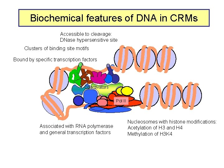 Biochemical features of DNA in CRMs Accessible to cleavage: DNase hypersensitive site Clusters of