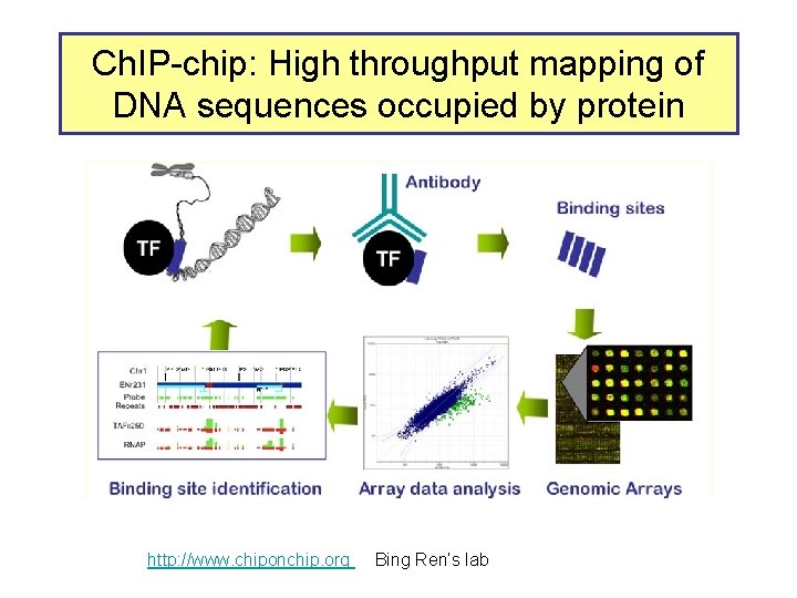Ch. IP-chip: High throughput mapping of DNA sequences occupied by protein http: //www. chiponchip.