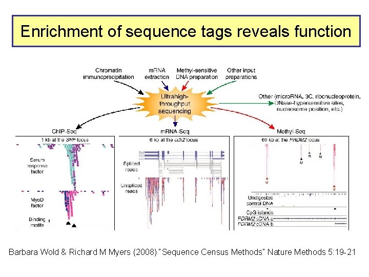 Enrichment of sequence tags reveals function Barbara Wold & Richard M Myers (2008) “Sequence
