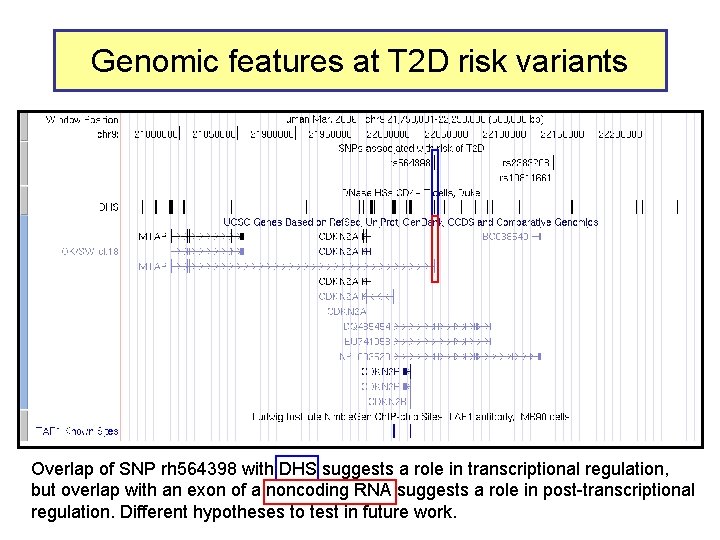 Genomic features at T 2 D risk variants Overlap of SNP rh 564398 with