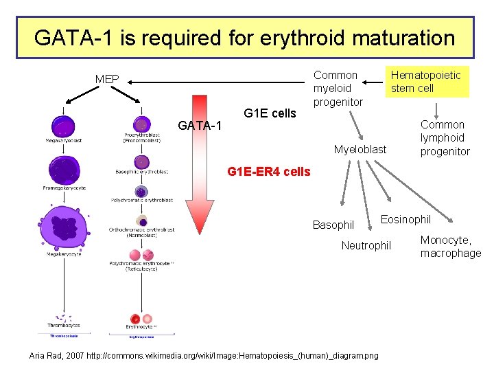 GATA-1 is required for erythroid maturation MEP GATA-1 G 1 E cells Common myeloid
