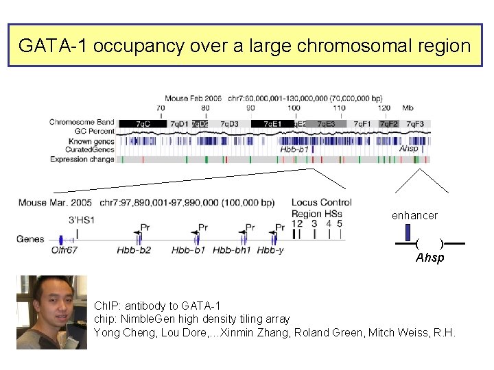 GATA-1 occupancy over a large chromosomal region enhancer ----( )---Ahsp Ch. IP: antibody to