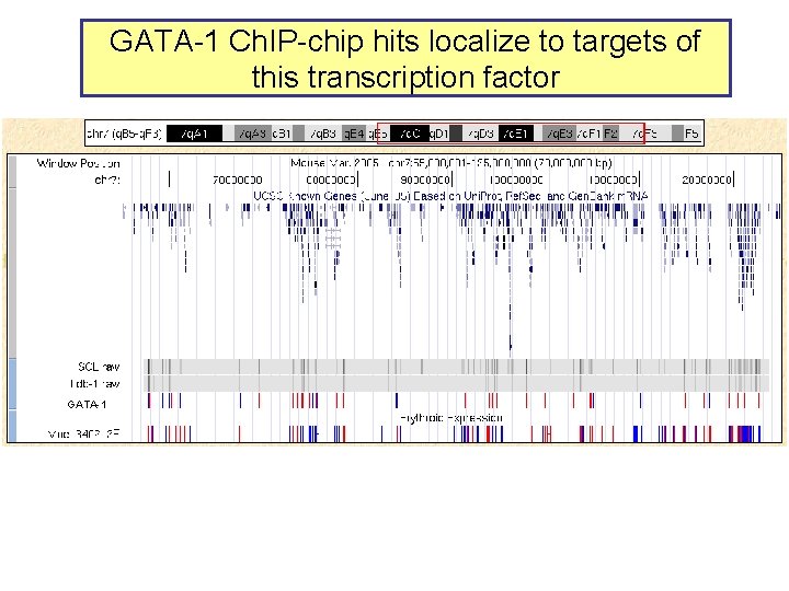 GATA-1 Ch. IP-chip hits localize to targets of this transcription factor GATA-1 