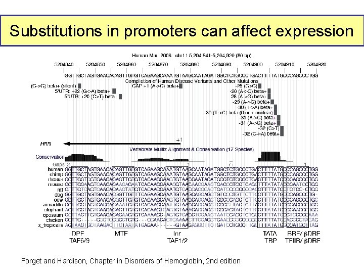 Substitutions in promoters can affect expression Forget and Hardison, Chapter in Disorders of Hemoglobin,