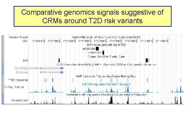 Comparative genomics signals suggestive of CRMs around T 2 D risk variants 