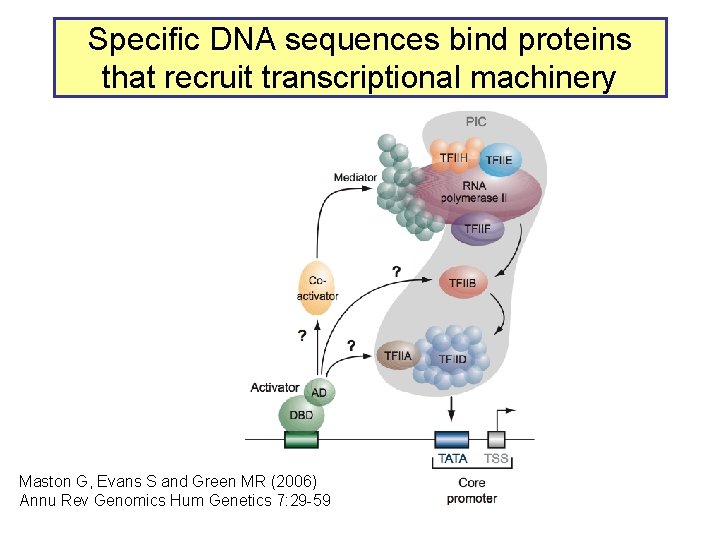Specific DNA sequences bind proteins that recruit transcriptional machinery Maston G, Evans S and