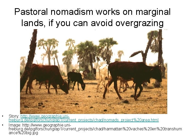 Pastoral nomadism works on marginal lands, if you can avoid overgrazing • • Story: