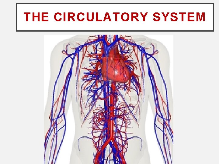 THE CIRCULATORY SYSTEM 