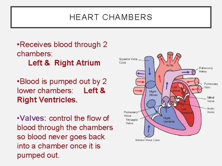 HEART CHAMBERS • Receives blood through 2 chambers: Left & Right Atrium • Blood