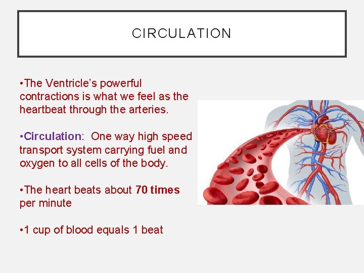 CIRCULATION • The Ventricle’s powerful contractions is what we feel as the heartbeat through