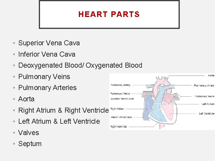 HEART PARTS • Superior Vena Cava • Inferior Vena Cava • Deoxygenated Blood/ Oxygenated