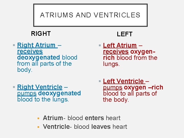 ATRIUMS AND VENTRICLES RIGHT LEFT § Right Atrium – receives deoxygenated blood from all