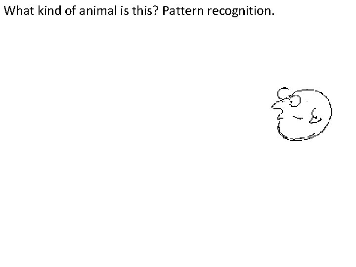 What kind of animal is this? Pattern recognition. v v What kind of animal is this? Pattern recognition. v v