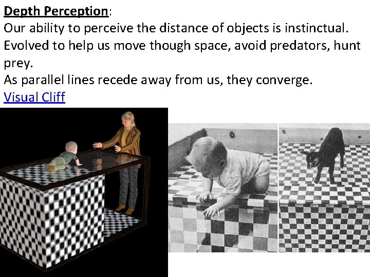 Depth Perception: Our ability to perceive the distance of objects is instinctual. Evolved to Depth Perception: Our ability to perceive the distance of objects is instinctual. Evolved to