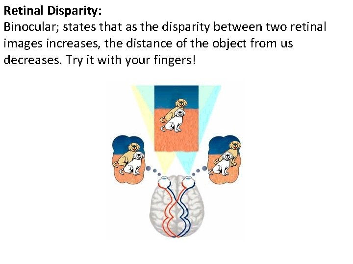 Retinal Disparity: Binocular; states that as the disparity between two retinal images increases, the Retinal Disparity: Binocular; states that as the disparity between two retinal images increases, the