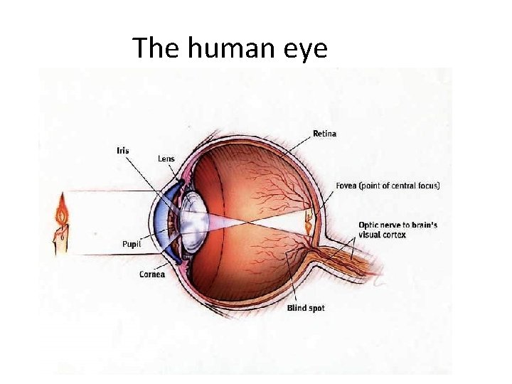 The human eye The human eye