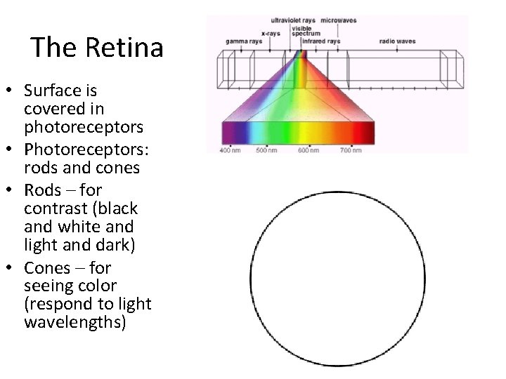 The Retina • Surface is covered in photoreceptors • Photoreceptors: rods and cones • The Retina • Surface is covered in photoreceptors • Photoreceptors: rods and cones •