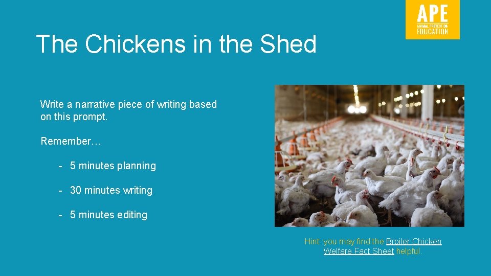 The Chickens in the Shed Write a narrative piece of writing based on this