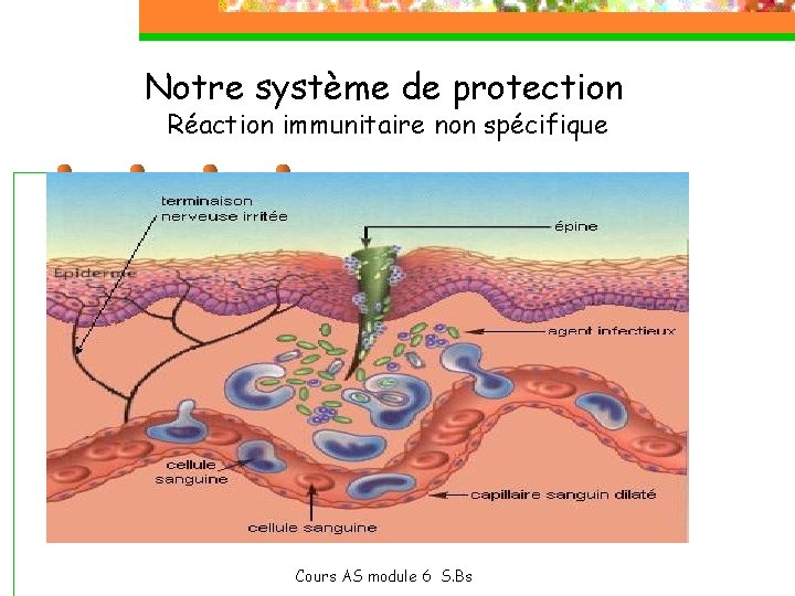  Notre système de protection Réaction immunitaire non spécifique Cours AS module 6 S.