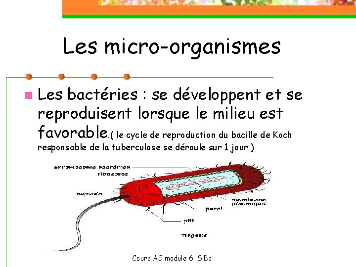Les micro-organismes n Les bactéries : se développent et se reproduisent lorsque le milieu