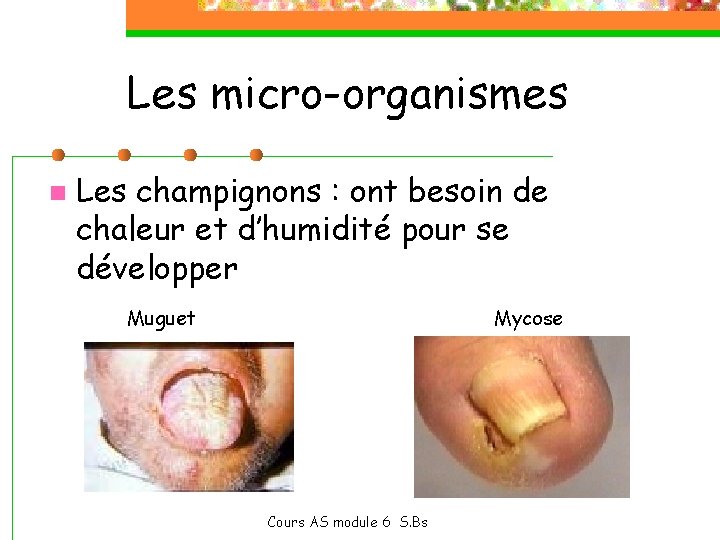 Les micro-organismes n Les champignons : ont besoin de chaleur et d’humidité pour se