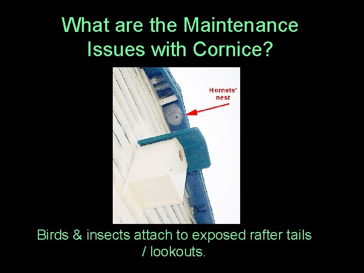 What are the Maintenance Issues with Cornice? Birds & insects attach to exposed rafter