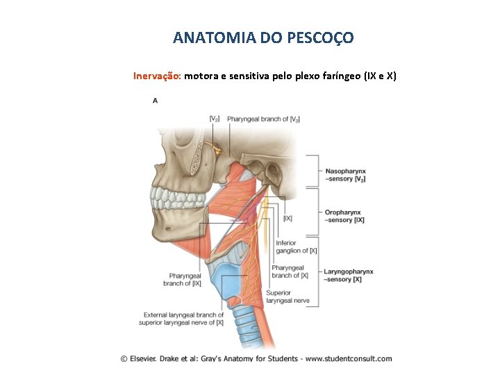 ANATOMIA DO PESCOÇO Inervação: motora e sensitiva pelo plexo faríngeo (IX e X) 