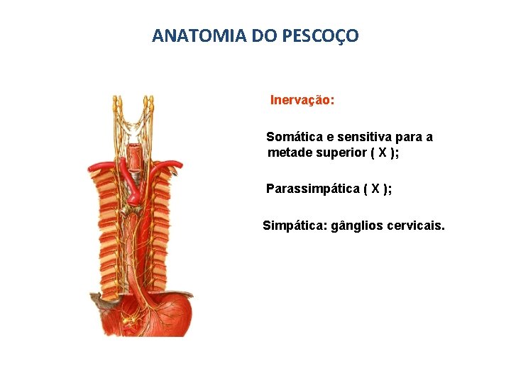 ANATOMIA DO PESCOÇO Inervação: Somática e sensitiva para a metade superior ( X );