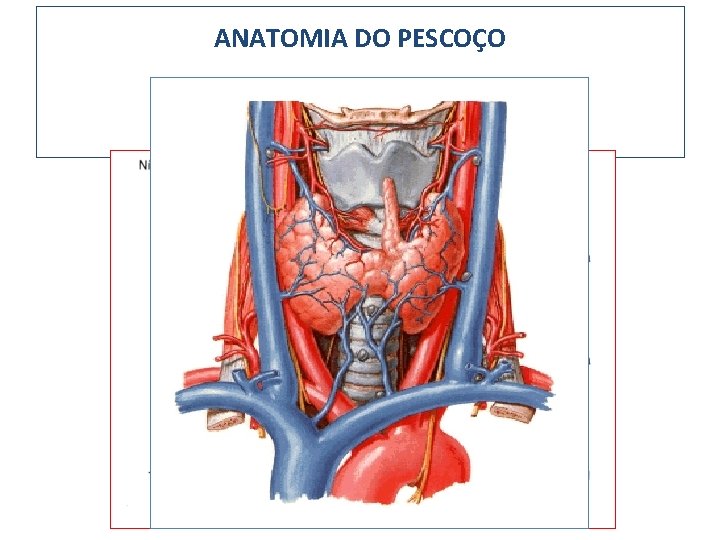 ANATOMIA DO PESCOÇO 1. Glândula tireóide - Localização; envoltórios; divisão 