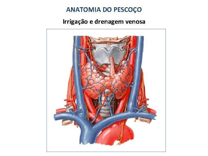 ANATOMIA DO PESCOÇO Irrigação e drenagem venosa 