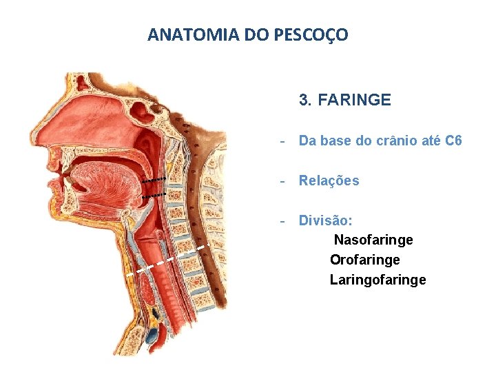 ANATOMIA DO PESCOÇO 3. FARINGE - Da base do crânio até C 6 -