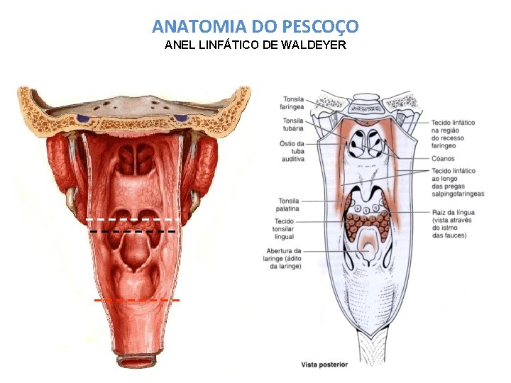 ANATOMIA DO PESCOÇO ANEL LINFÁTICO DE WALDEYER 