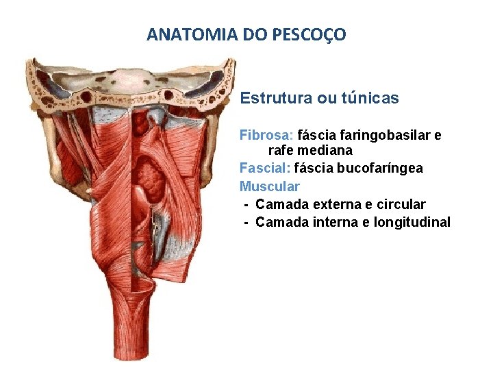 ANATOMIA DO PESCOÇO Estrutura ou túnicas Fibrosa: fáscia faringobasilar e rafe mediana Fascial: fáscia