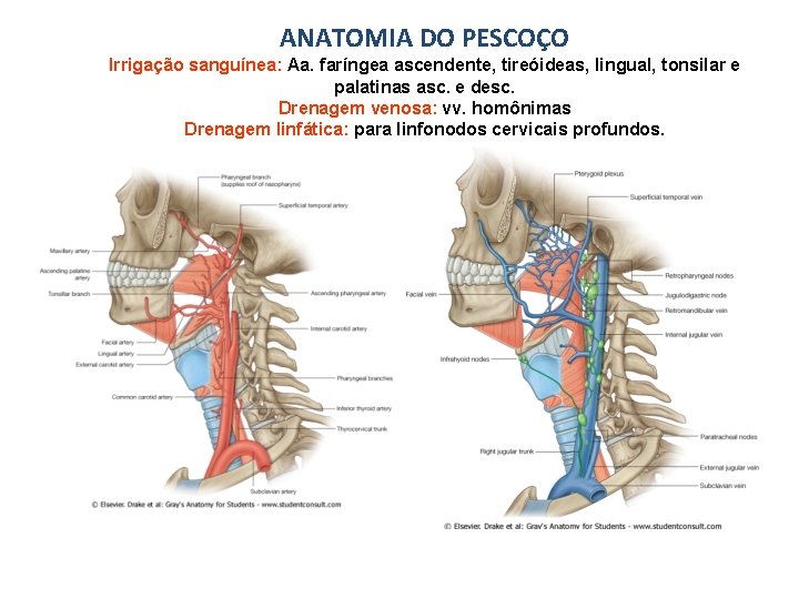 ANATOMIA DO PESCOÇO Irrigação sanguínea: Aa. faríngea ascendente, tireóideas, lingual, tonsilar e palatinas asc.