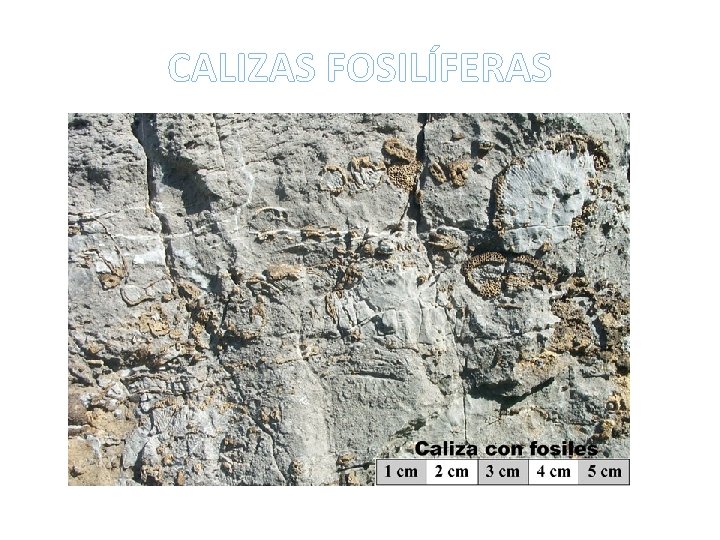 CALIZAS FOSILÍFERAS 