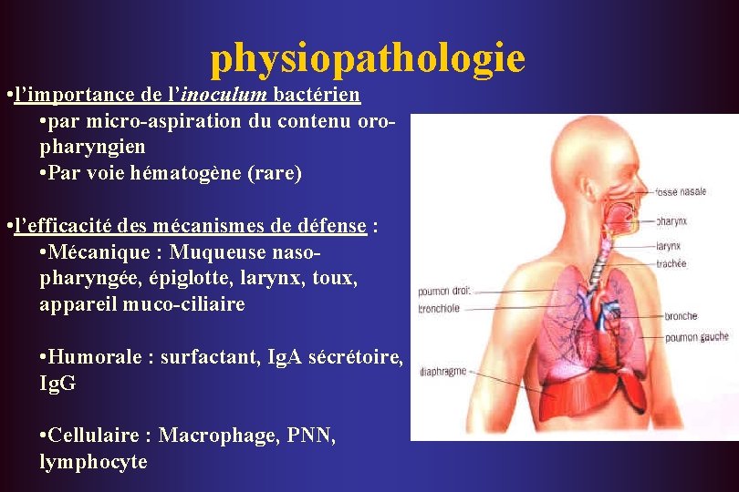 physiopathologie • l’importance de l’inoculum bactérien • par micro-aspiration du contenu oropharyngien • Par