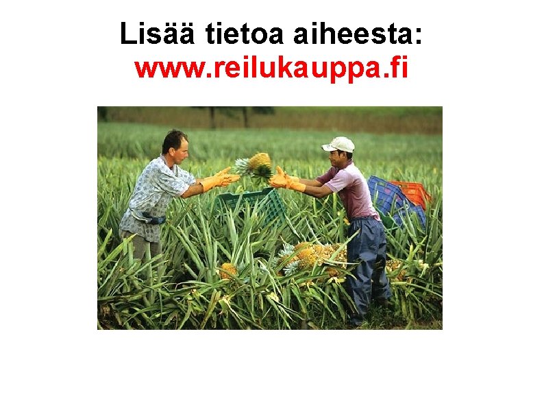 Lisää tietoa aiheesta: www. reilukauppa. fi 