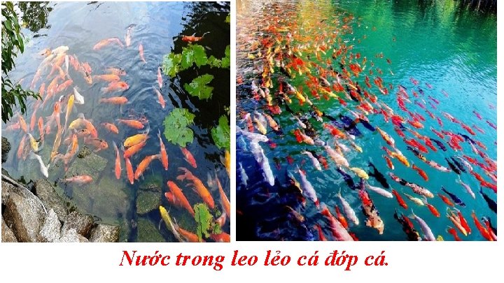 Nước trong leo lẻo cá đớp cá. 