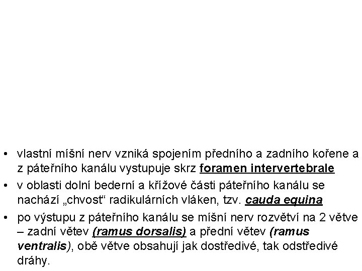  • vlastní míšní nerv vzniká spojením předního a zadního kořene a z páteřního