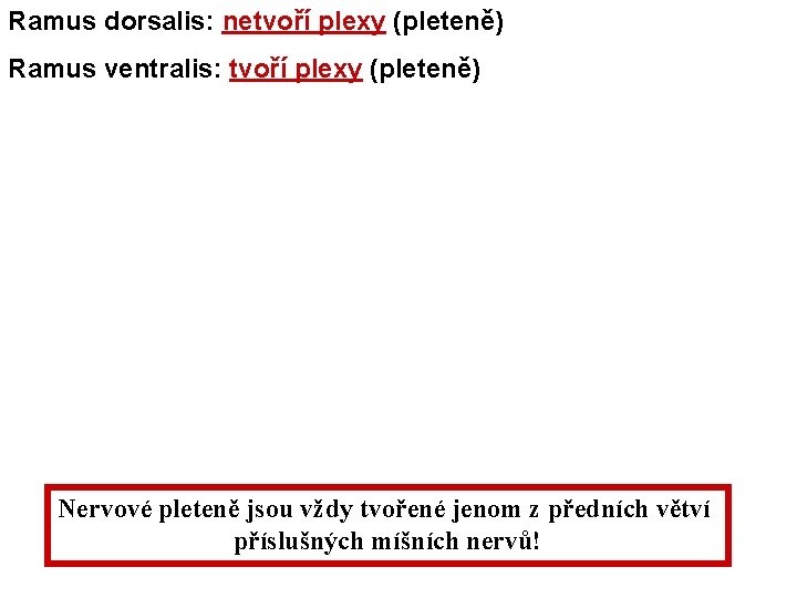 Ramus dorsalis: netvoří plexy (pleteně) Ramus ventralis: tvoří plexy (pleteně) Nervové pleteně jsou vždy